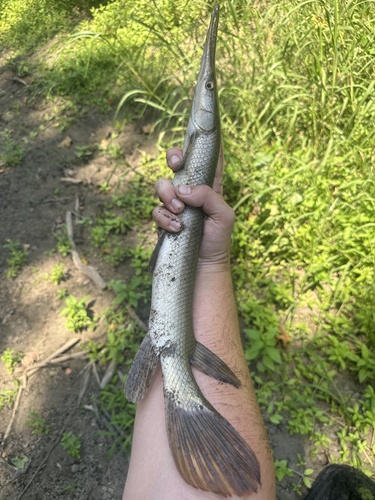 Shortnose Gar