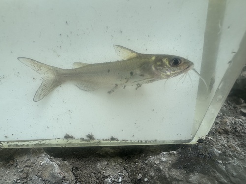Channel Catfish