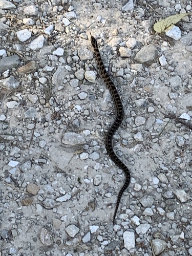 Prairie Kingsnake