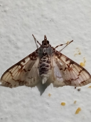 Azochis rufidiscalis