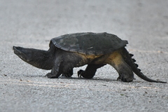 Common Snapping Turtle photo 4