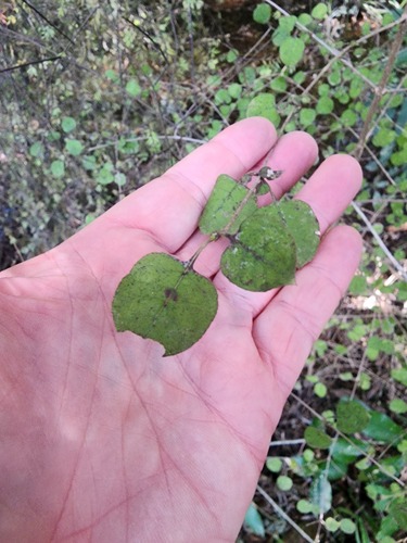 Round Leaved Coprosma