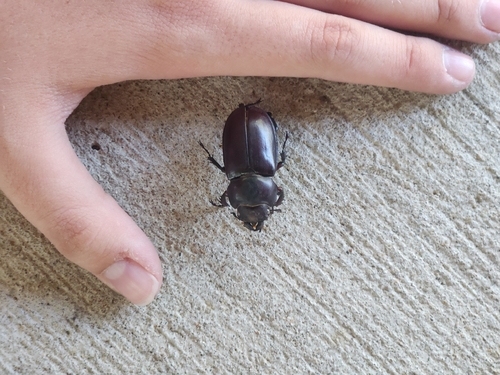 Reddish-brown Stag Beetle