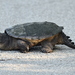 Common Snapping Turtle - Photo (c) Tommy Farquhar, some rights reserved (CC BY-NC), uploaded by Tommy Farquhar