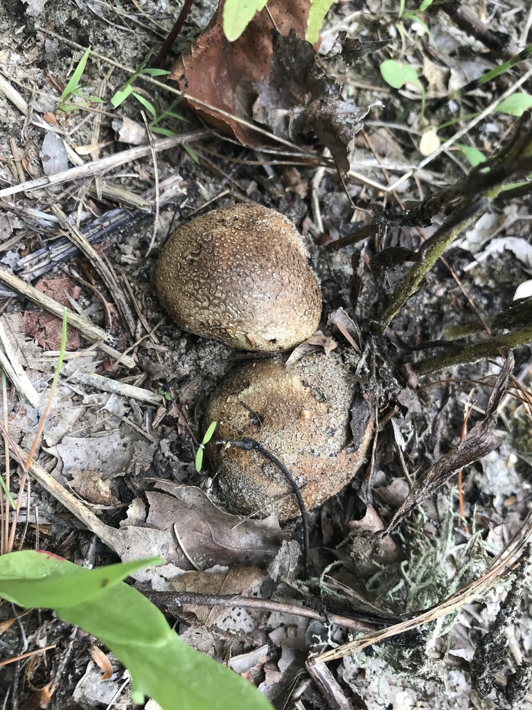Scleroderma septentrionale · September 2026 · photo: Photo: (c) Matthew Rozanoff, some rights reserved (CC BY) · iNaturalist