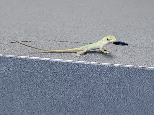 Green Anole observed by ngerlach
