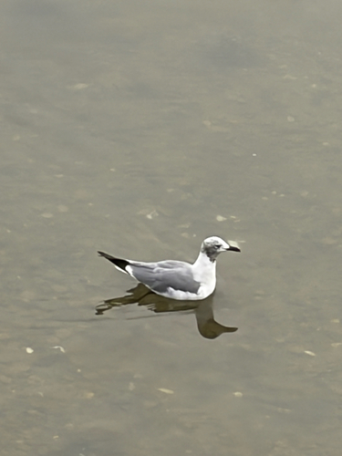Laughing Gull observed by holocenedixie