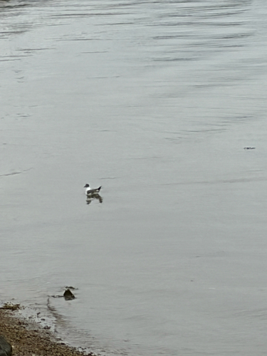 Laughing Gull observed by holocenedixie