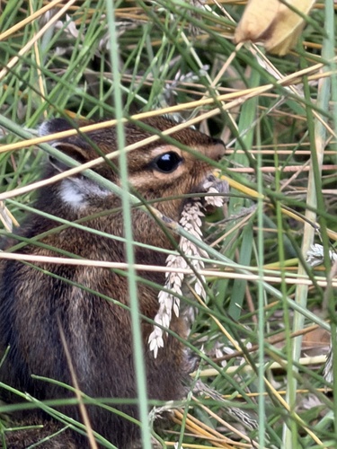Yellow-cheeked Chipmunk observed by irinamitine