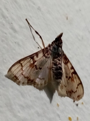 Azochis rufidiscalis