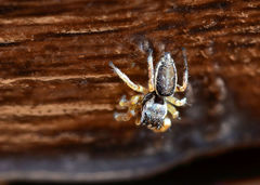 Pelegrina flavipes