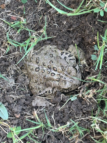 Woodhouse's Toad observed by analyst14