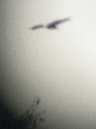 Bald Eagle observed by bluekirby