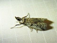 Acrobasis vaccinii
