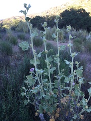Malacothamnus aboriginum