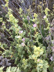 Malacothamnus aboriginum