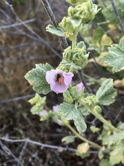 Malacothamnus aboriginum