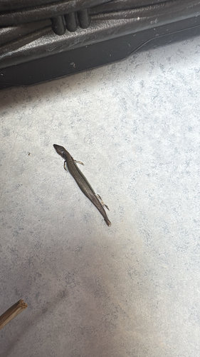 Little Brown Skink