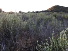 Malacothamnus aboriginum