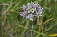 Allium nevii