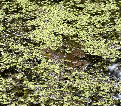 American Bullfrog observed by june8764