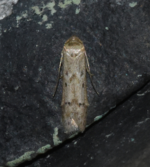 Blastobasis taurusella