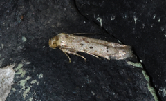 Blastobasis taurusella