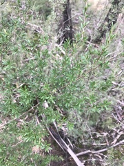 Kunzea leptospermoides