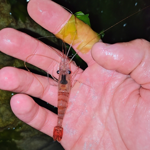 Common Prawn