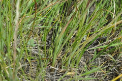 Allium nevii
