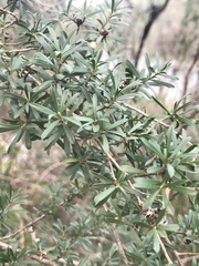 Kunzea leptospermoides