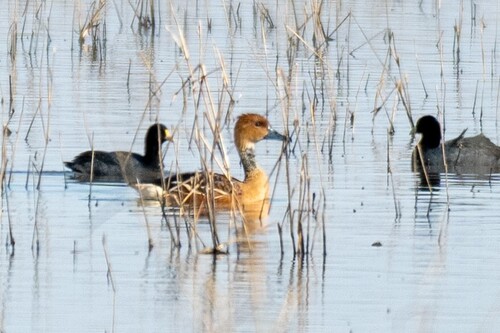 iNaturalist image