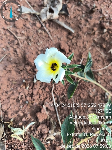 Cuban Buttercup