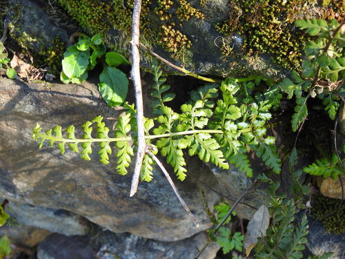 Asplenium obovatum, photograph 1