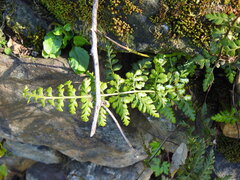 Asplenium obovatum, photograph (c) Duarte Frade, some rights reserved (CC BY)