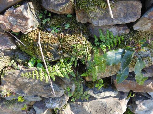 Asplenium obovatum