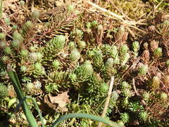 Petrosedum forsterianum