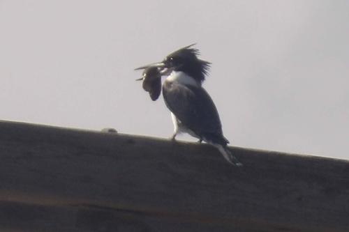 Belted Kingfisher observed by a_rod