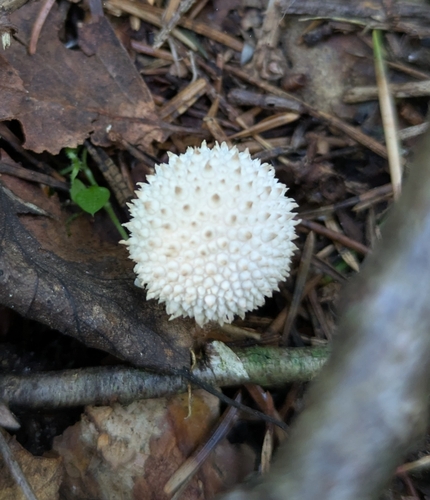 common puffball