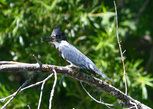 Belted Kingfisher observed by graysonrosefry
