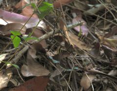 Episynlestes albicaudus