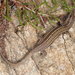 Iberian Wall Lizard - Photo (c) J. Maughn, some rights reserved (CC BY-ND)