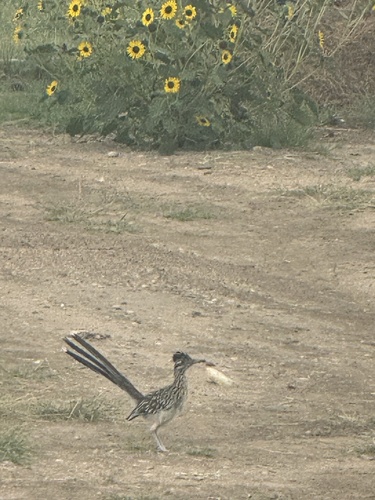 Greater Roadrunner observed by gibrokich