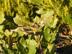 Quercus lusitanica, photograph (c) Duarte Frade, some rights reserved (CC BY)