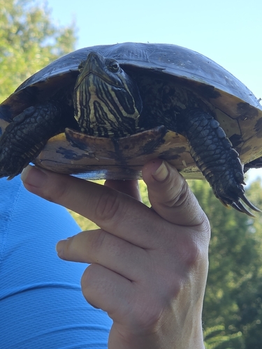Red-eared Slider observed by necrologist