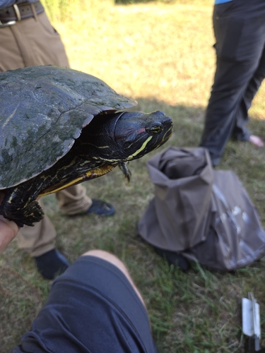 Red-eared Slider observed by necrologist