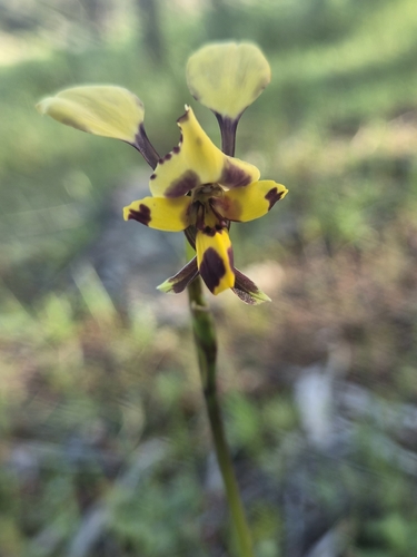 Leopard Orchid