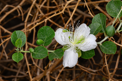 Caper Bush