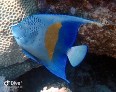 Pomacanthus maculosus