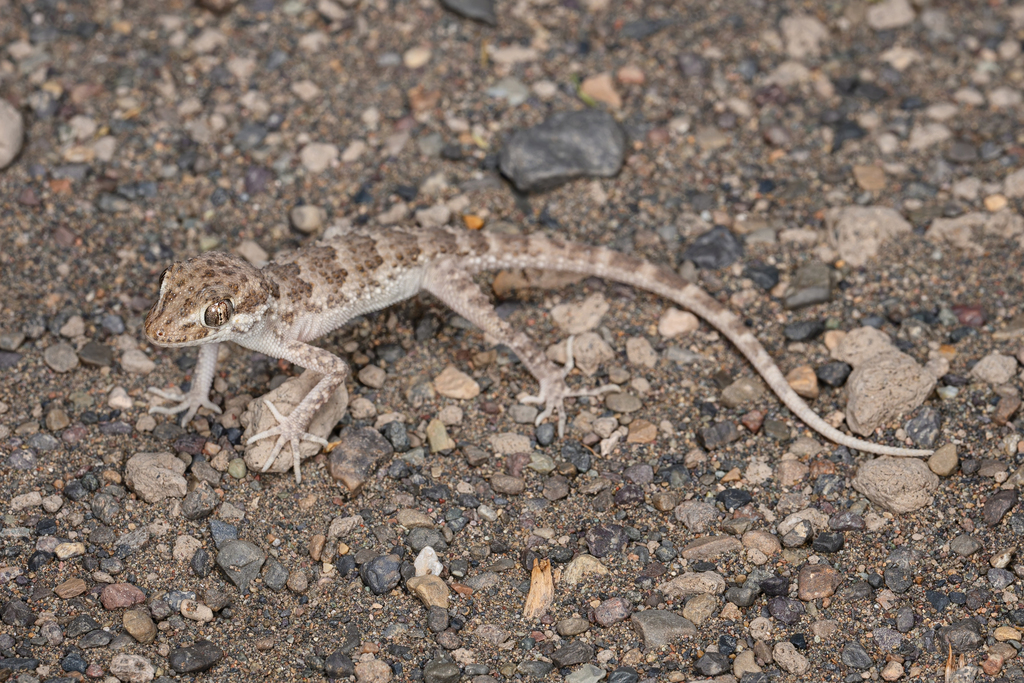 Dadun Thin-toed Gecko